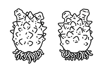 Sea squirts. Vector line art illustrations set.