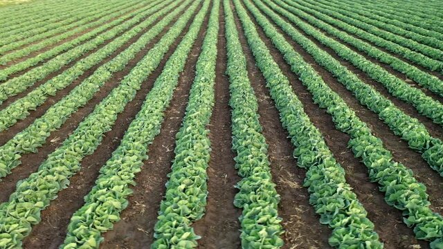 Linearly planted green cabbage on an agricultural farm. Field of greenhouse cabbage in spring. Aerial view of agriculture cabbage plantation.