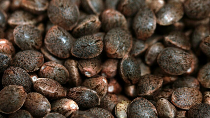 Feminized marijuana cannabis Weed  seeds macro close up