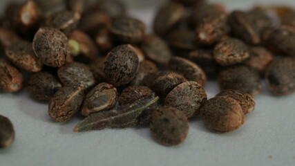 Feminized marijuana cannabis Weed  seeds macro close up