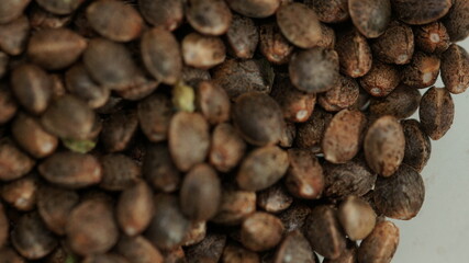 Feminized marijuana cannabis Weed  seeds macro close up