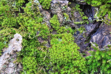 Tree bark. Green moss. Abstract background. Macro.