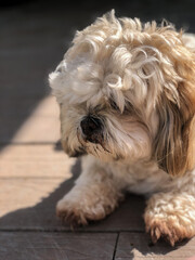 Female Lhasa Apso Laying on Deck with Muddy Face