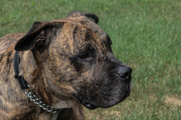 Closeup of Pit Mastiff Laying in Grass