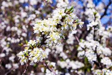 Wild apple tree blossom blooming in spring. Beautiful tender flower on sunny day.