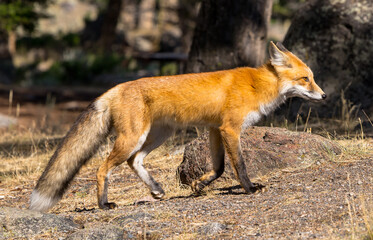 Red Fox | Yellowstone National Park | Wyoming