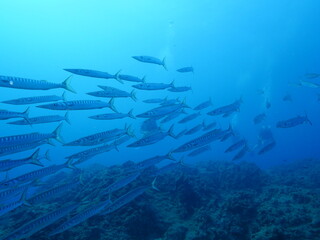 Fototapeta na wymiar barracuda fish underwater schooling together fish behaviour ocean scenery blue waters