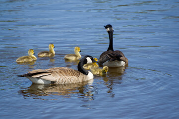 Canadian Goose Family