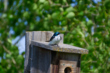Tree Swallow on Birdhouse