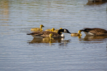 Canadian Goose Family