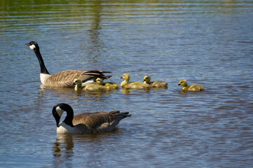 Obraz premium Canadian Goose Family