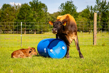 Jersey cow standing new her newborn calf © Chad Robertson