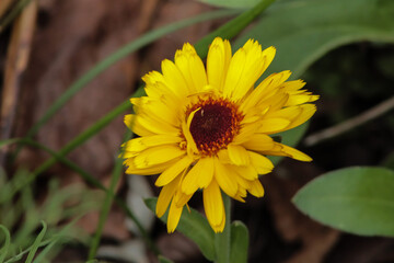 Bright Yellow Perennials in the Garden