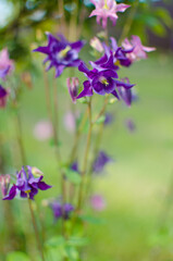 Beautiful aquilegia flowers bloom outdoors in spring for bouquets