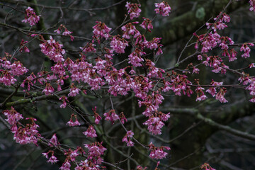 Purple Cherry Blossom Tree