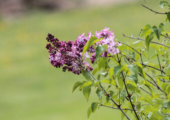 Common Lilac (Syringa Vulgaris)
