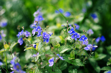 Obraz premium Little spring blue Veronica flowers bloom outdoors