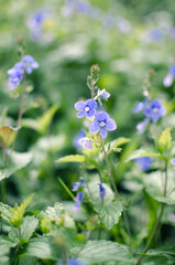 Little spring blue Veronica flowers bloom outdoors