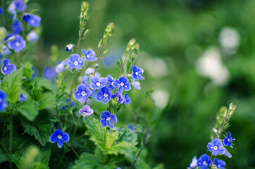 Little spring blue Veronica flowers bloom outdoors