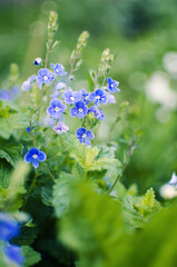 Little spring blue Veronica flowers bloom outdoors