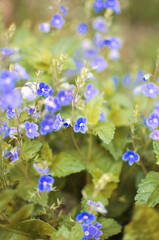 Little spring blue Veronica flowers bloom outdoors