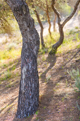 Stunning natural park near Guardamar del Segura. Province of Alicante. Spain