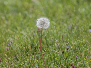 Single White Dandelion in the Grass