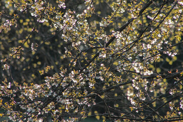 Yoshino Cherry Blossom Tree in the Sun
