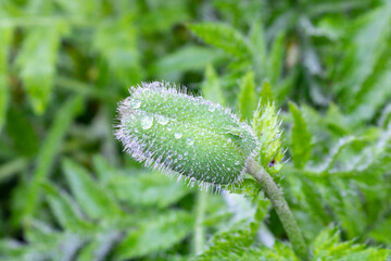 Closed poppy Bud with raindrops. Close up. Selective focus.