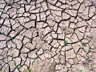 The surface of the bottom of a dried-up puddle. The cracks in the dried mud contain moisture residues that ensure the growth of young plant shoots. The view from the top