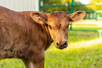 Newborn calf standing in barnyard, three days old.