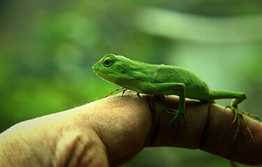 green lizard on a palm