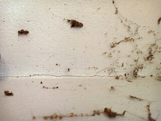 Cracked cement wall with spider web. Selective focus background.