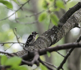 Downy Woodpecker on Tree Branch on Sunny Spring Day