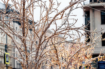 Twinkling Christmas lights along the street.