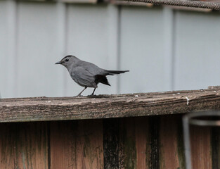 Gray Catbird on Wooden Fence Getting Ready to Fly