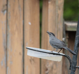Gray Catbird Perched on Water Dish Looking Up