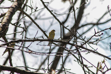 American Goldfinch Perched on Tree Branch