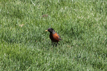 American Robin Walking Through Grass on a Sunny Day