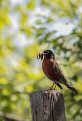 American Robin with Worms in Mouth