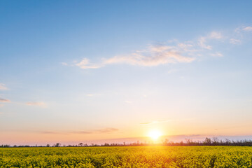 field of yellow rape and a beautiful sunset background