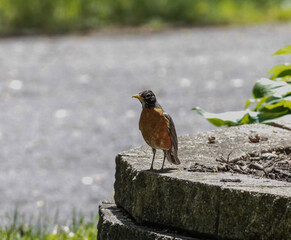 American Robin Standing on Bricks