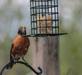 American Robin Looking at Bird Food