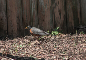 American Robin Wlaking Through Mulch