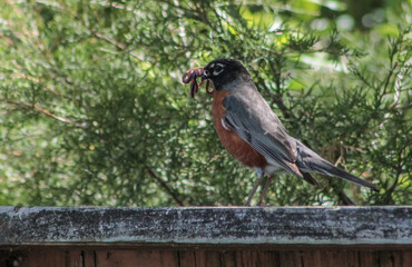 American Robin on Wooden Fence with Worms in Mouth