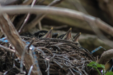 Baby American Robins in a Nest with Beaks Poking Out