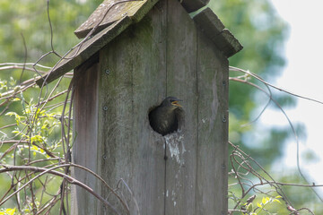 Baby European Starling Poking Head Through Hole