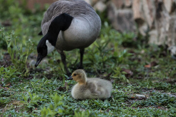 Gosling and Canada Goose in Grass