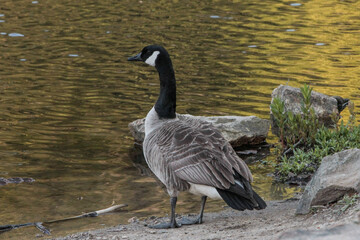 Canada Goose Standing on Rocks in Front of Lake