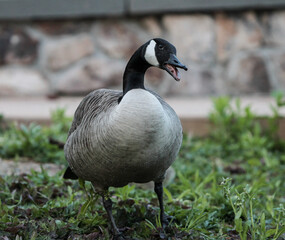 Canada Goose with Mouth Open Standing in Grass
